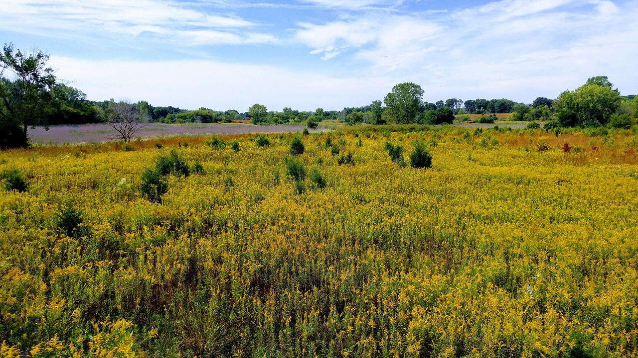 Field of flowers